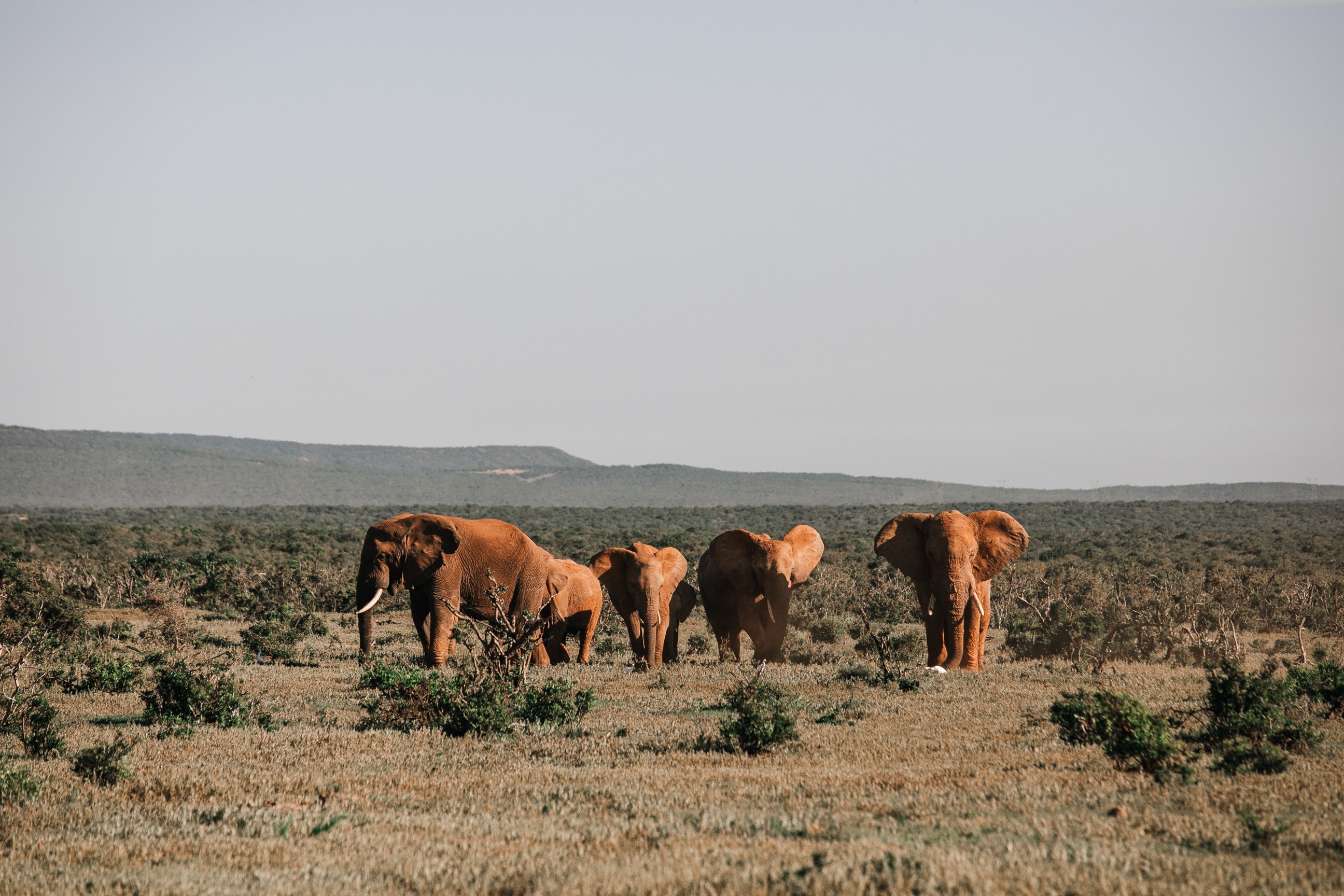 nairobi national park