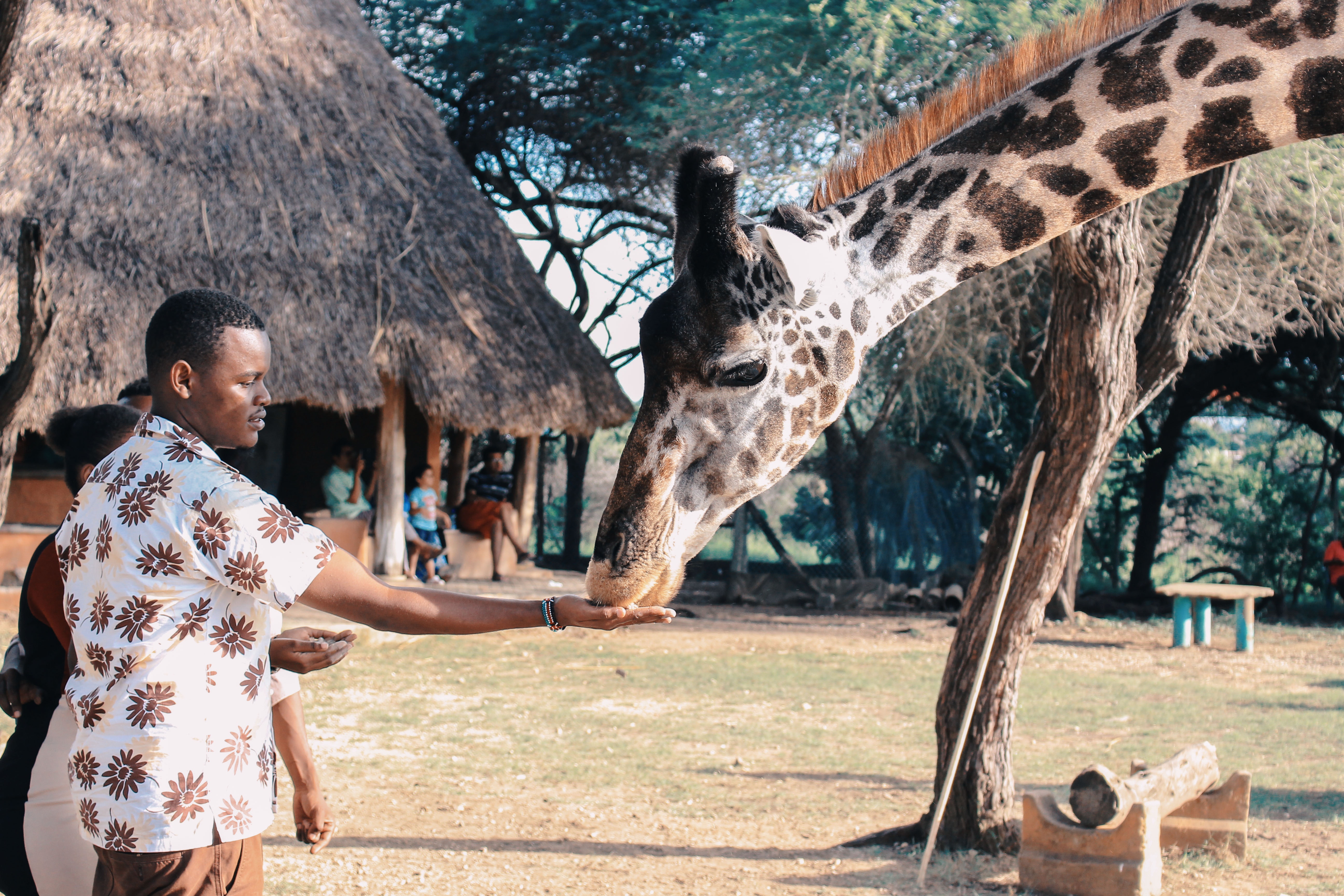 giraffe center